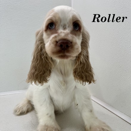 puppy, for, sale, Cocker Spaniel, Joe & Cherri  Overlease, dog, breeder, Miller, MO, dog-breeder, puppy-for-sale, forsale, nearby, find, puppyfind, locator, puppylocator, aca